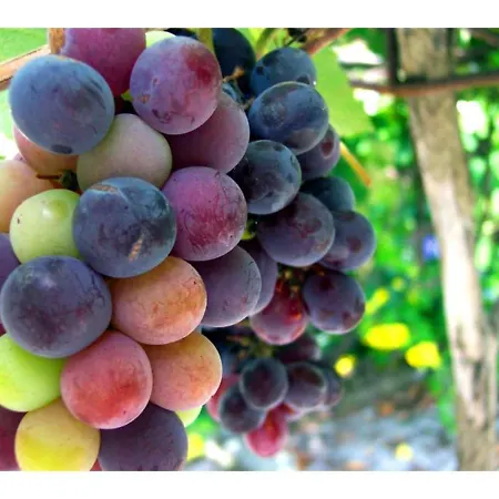 Mansion In Nava With Pool & Terrace Ferienhaus